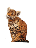 jaguar bp - PNG gratuit