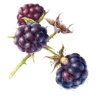 blackberries Bb2 - PNG gratuit