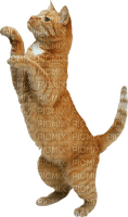 chat - png gratuito