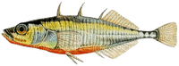poisson - darmowe png