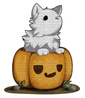 white wolf in a pumpkin - png ฟรี