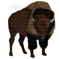 Bison - 免费PNG