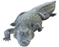 Kaz_Creations Crocodile Alligator - 無料png