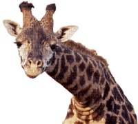 Kaz_Creations Giraffe - gratis png