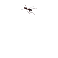ANIMADO - Bezmaksas animēts GIF