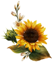sunflower Bb2 - Free PNG