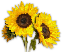 Flores girasoles - 免费PNG