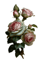 roses blanches et roses - PNG gratuit