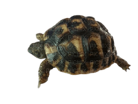 tortue - Free PNG