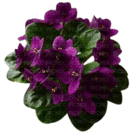 violets - bezmaksas png
