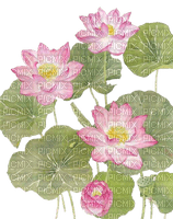 lotus Bb2 - ilmainen png