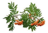 branch rowan by nataliplus - png gratuito