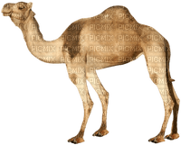 camelo-l - kostenlos png