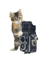 chat cat - Gratis geanimeerde GIF