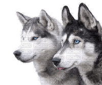 az loup wolf animaux animal - besplatni png