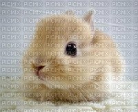 lapin mignon - 免费PNG