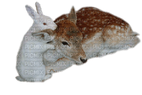 Kaz_Creations Animals Rabbit Bambi - png grátis