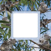 koala frame 3 d cadre