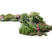 garden plants bp - kostenlos png