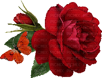 dulcineia8 rosas - Ingyenes animált GIF