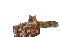 CAT - Бесплатный анимированный гифка