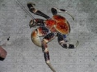 Crabe cocotier - δωρεάν png