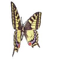 Vlinder - Darmowy animowany GIF