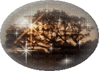 trees - Gratis geanimeerde GIF