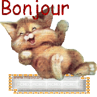 CHATON BONJOUR - Безплатен анимиран GIF