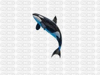 orca - безплатен png