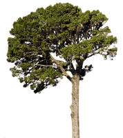 albero - besplatni png