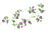 blomma--flower--purple--lila - gratis png