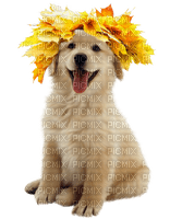 chien dog autumn automne - png gratis