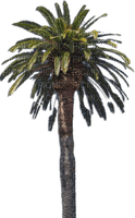 palm tree - kostenlos png