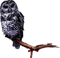 Kaz_Creations Birds Bird Owls Owl - png gratis
