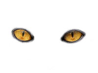 cat eyes - png grátis