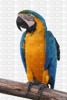 perroquet - ücretsiz png