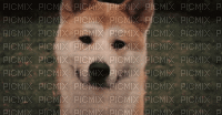 chien - Δωρεάν κινούμενο GIF