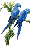 parrot papagei perroquet oiseaux bird vogel blue jungle  spring printemps  deco    summer ete  tube  sommer animal garden jardin garten