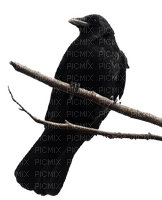 Ravens - png gratis