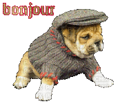 chiot bulldog - 免费动画 GIF