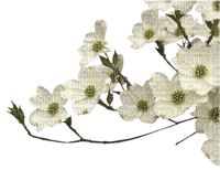 fleur branche - 免费PNG