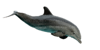 delfin - PNG gratuit