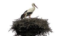 bird in the nest - darmowe png