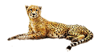 gepard milla1959 - png ฟรี
