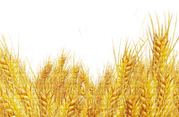 blé - gratis png