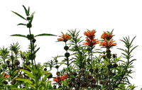 nbl - grass flower - PNG gratuit