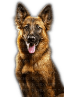 Rena Hund Dog Tier Schäferhund - Free PNG