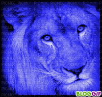 COLOR LION - Бесплатный анимированный гифка