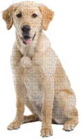 Kaz_Creations Dog Pup Dogs 🐶 - png gratis